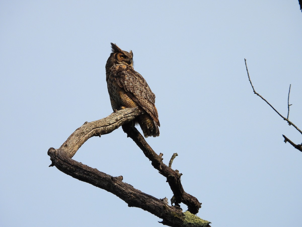 Great Horned Owl - ML620027222