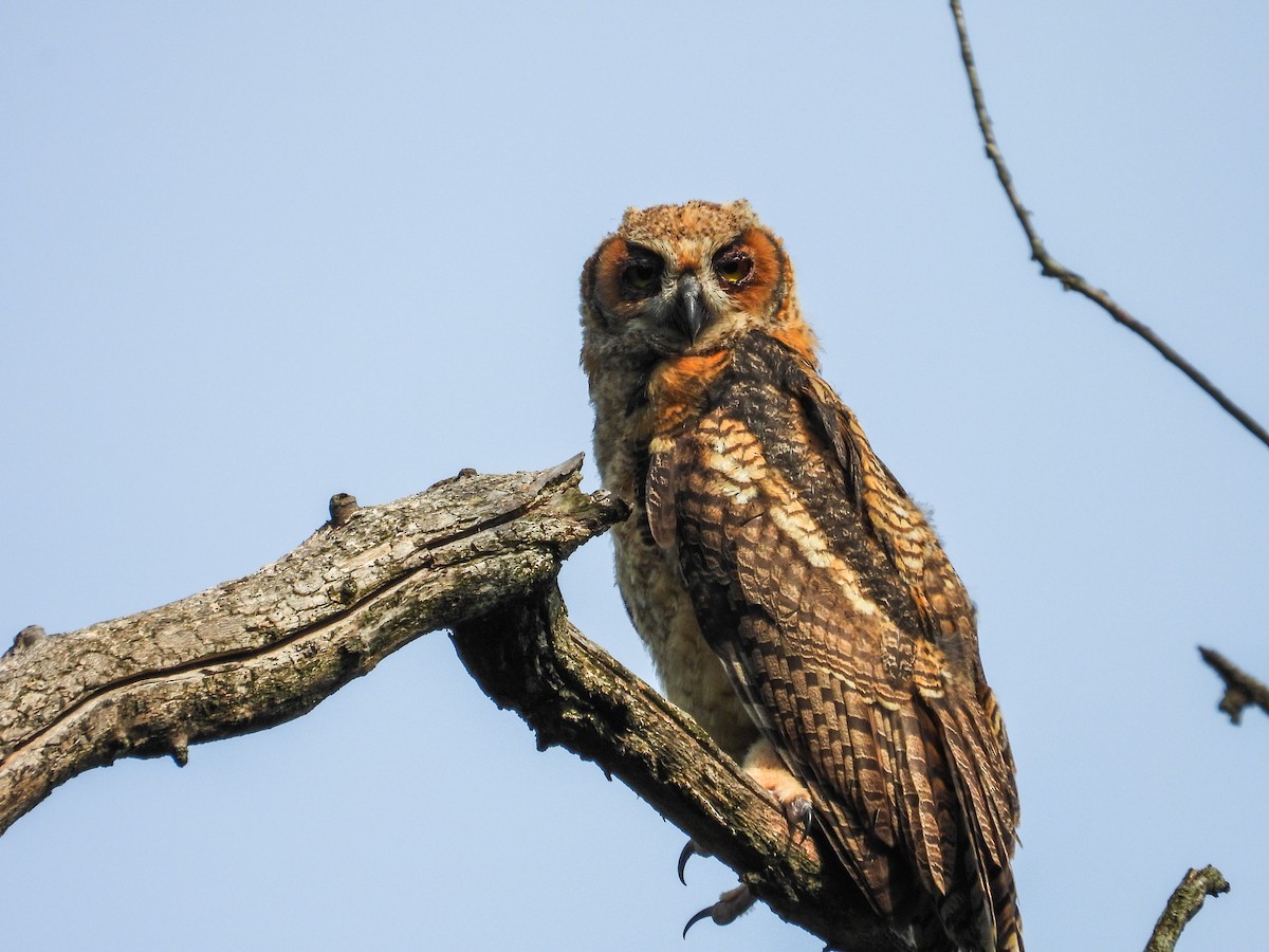 Great Horned Owl - ML620027223