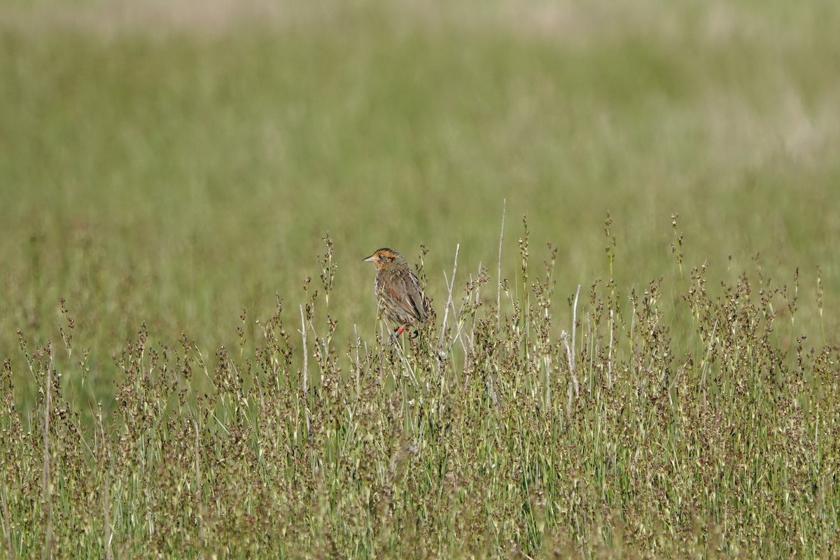 Bruant à queue aiguë - ML620027227