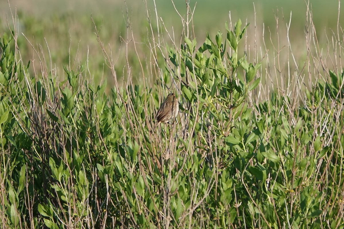 Bruant à queue aiguë - ML620027228