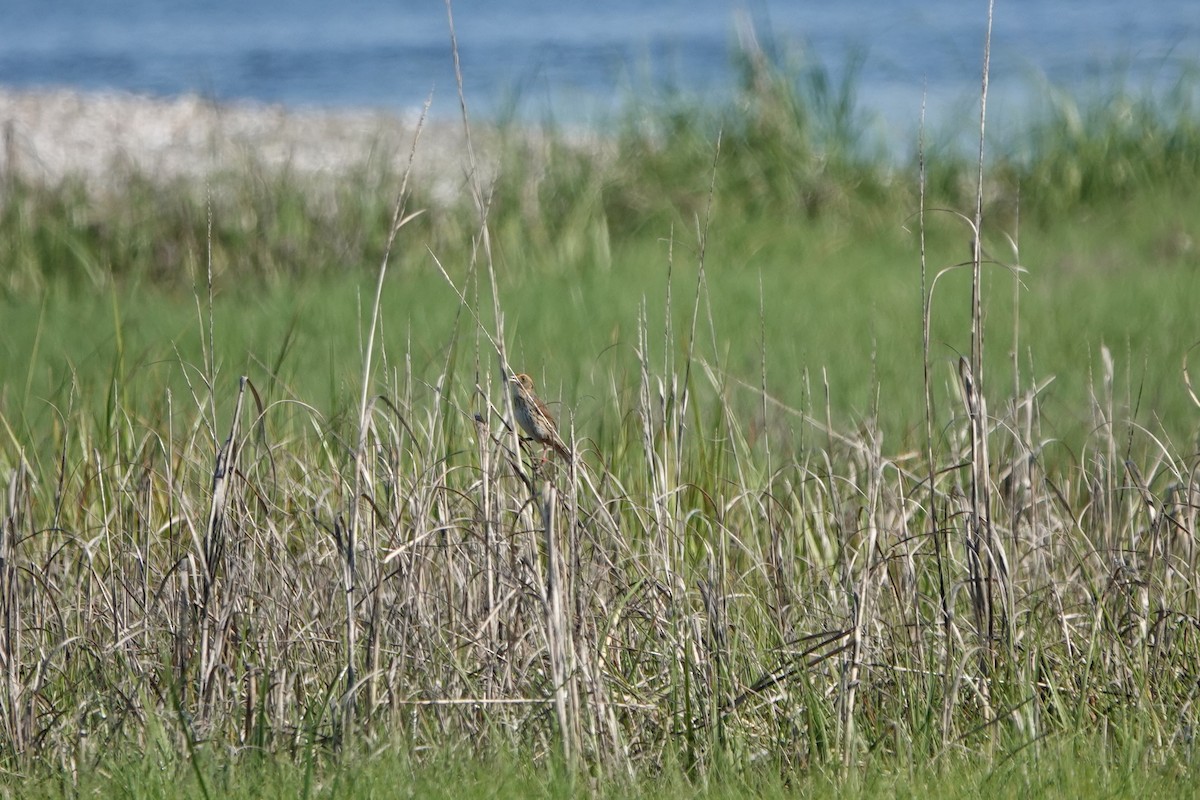 Saltmarsh Sparrow - ML620027229