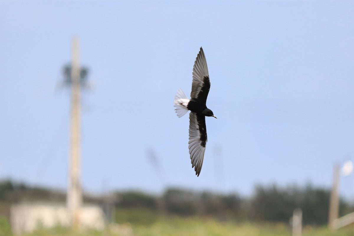 White-winged Tern - ML620027230