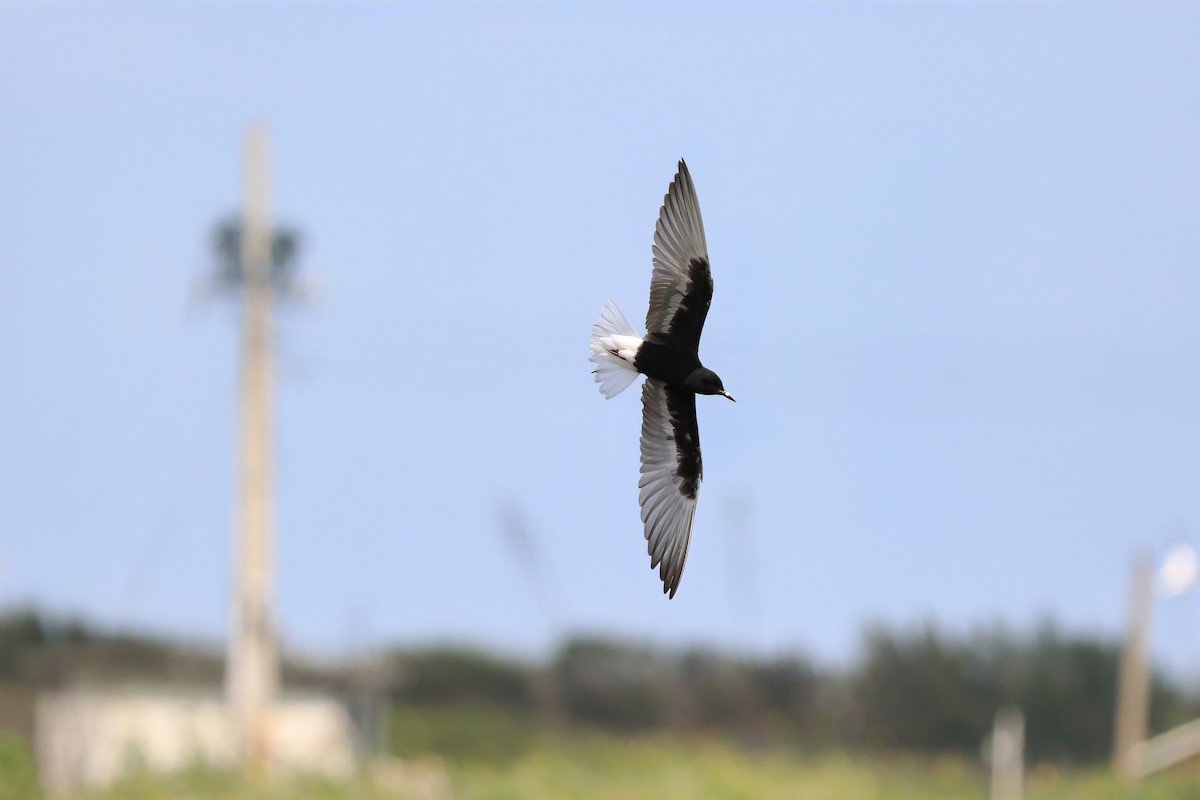 Guifette leucoptère - ML620027230