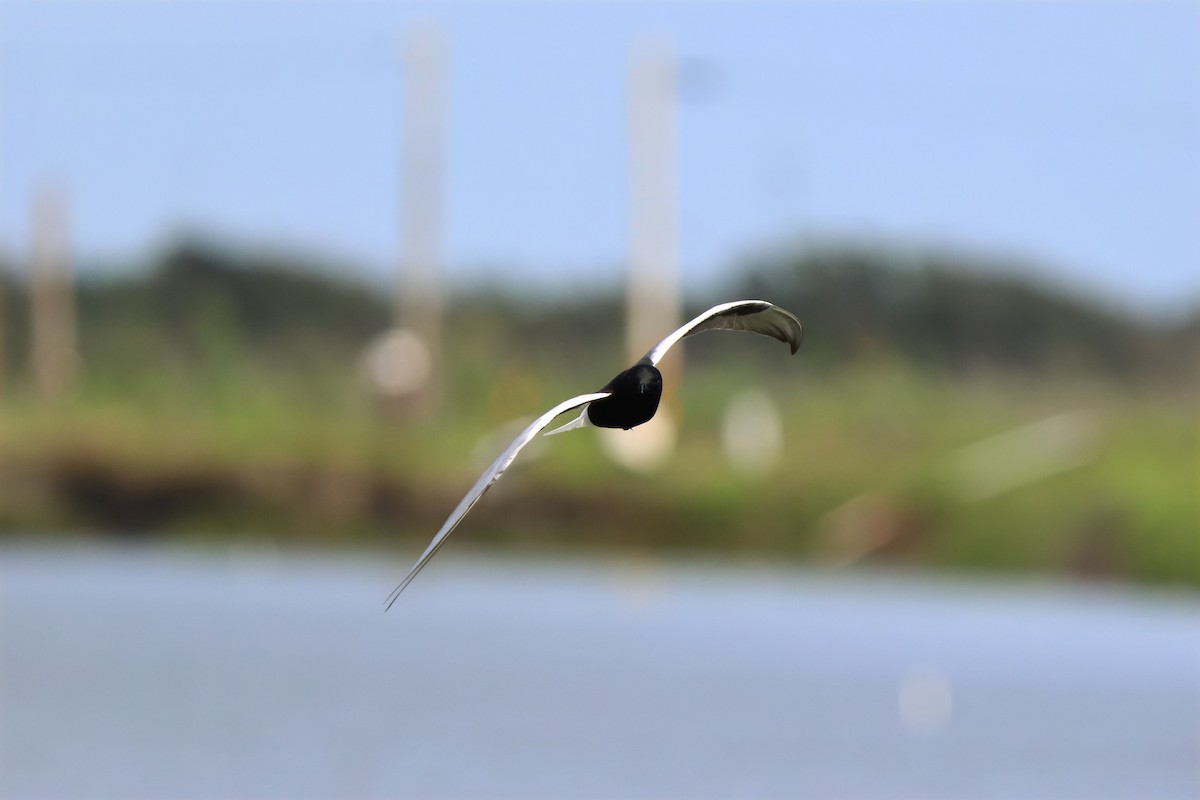 White-winged Tern - ML620027231