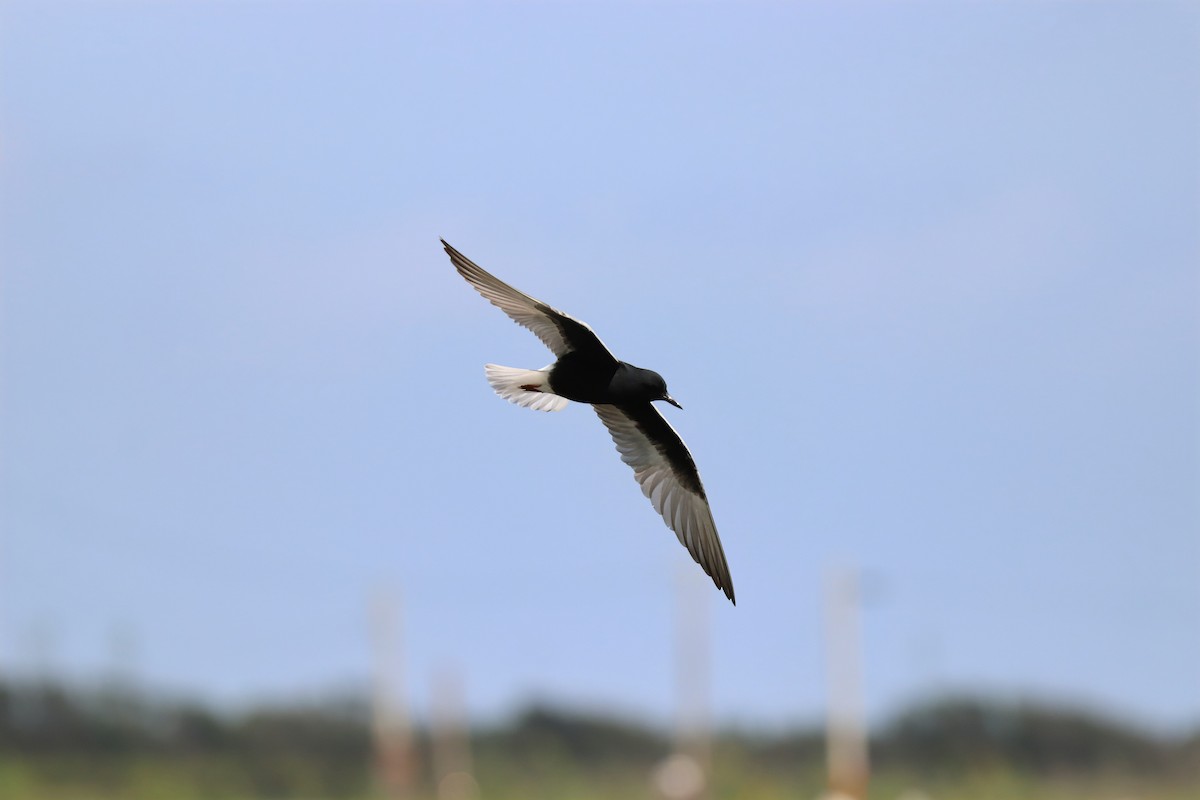 White-winged Tern - ML620027233