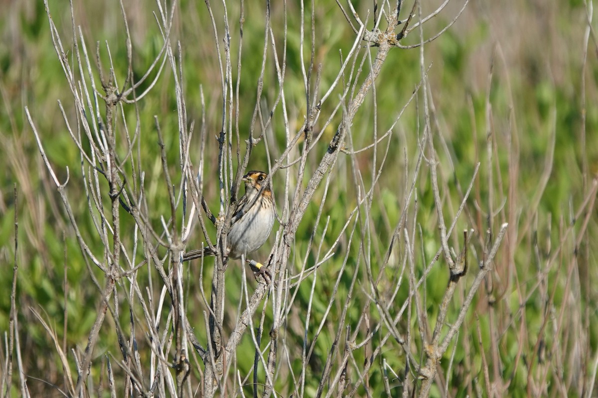 Saltmarsh Sparrow - ML620027244