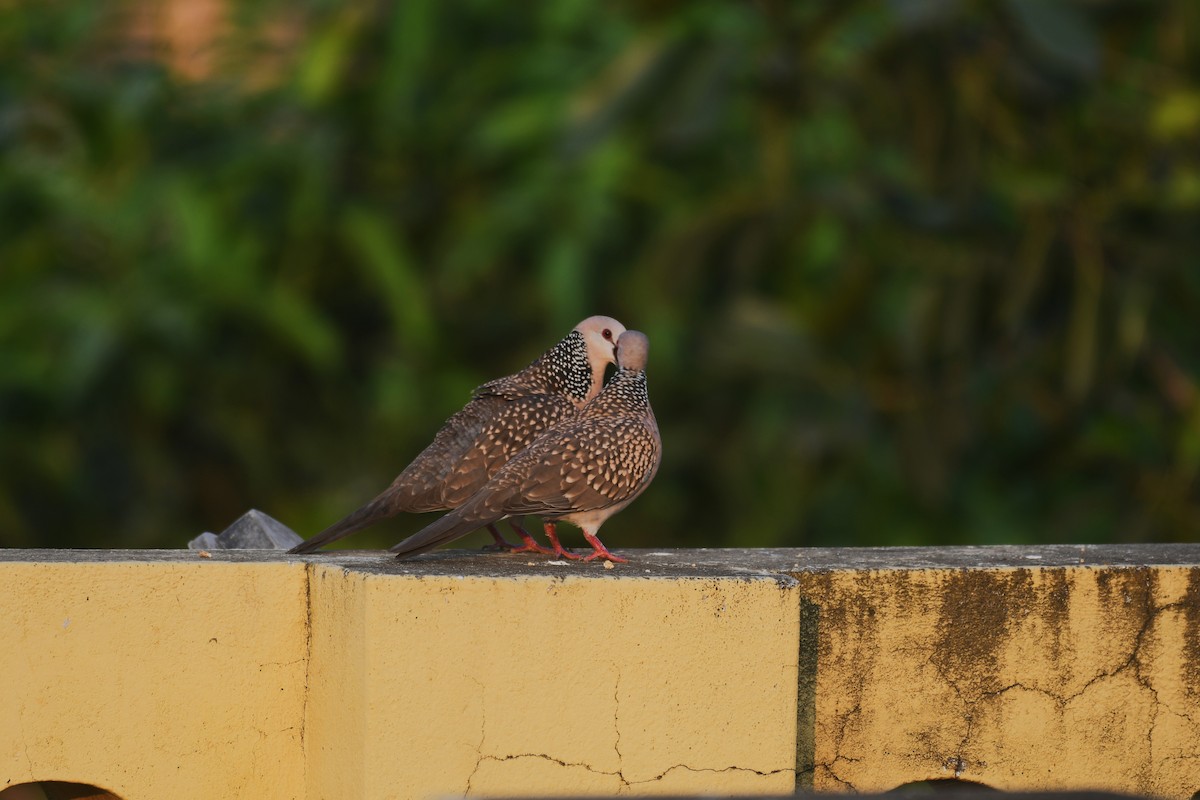 Spotted Dove - ML620027264