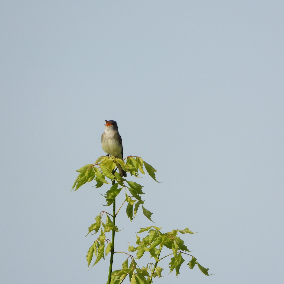 Willow Flycatcher - ML620027277