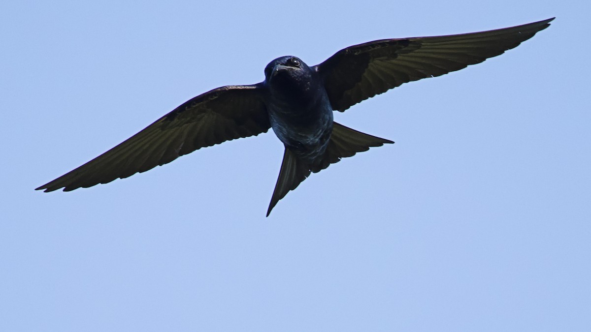 Golondrina Purpúrea - ML620027292