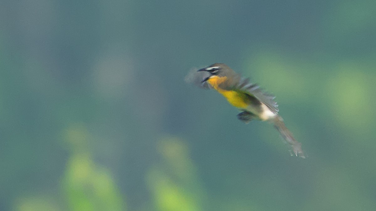 Yellow-breasted Chat - Gregory Gough 🦚
