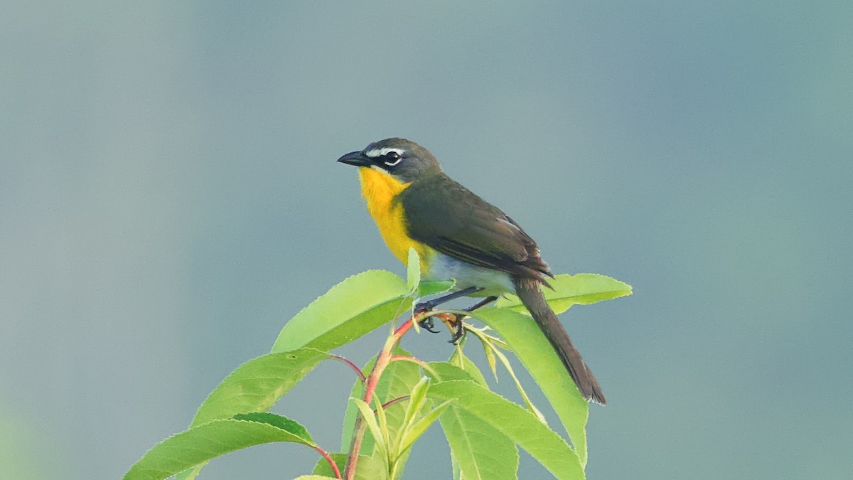 Yellow-breasted Chat - ML620027299
