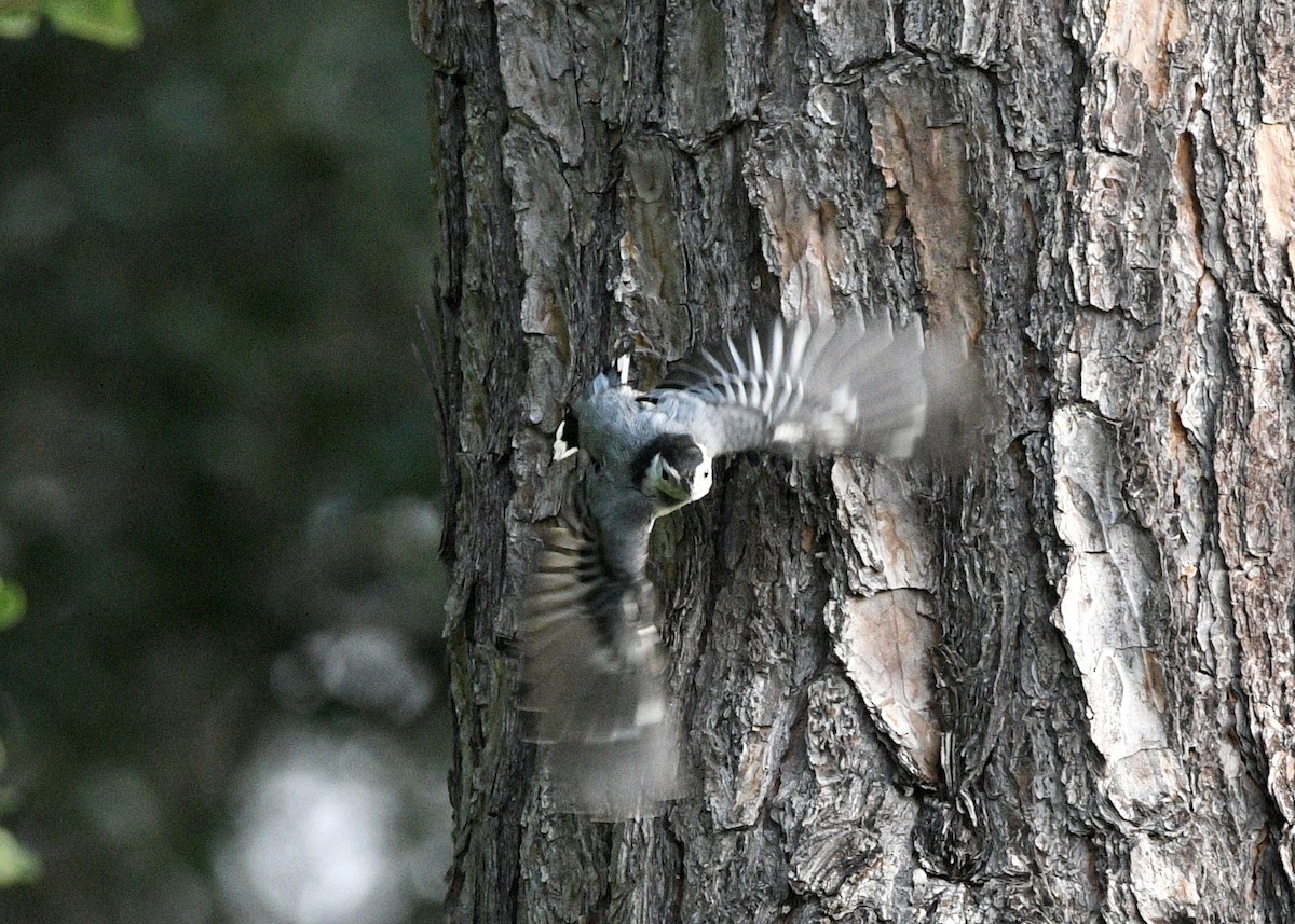 White-breasted Nuthatch - ML620027300
