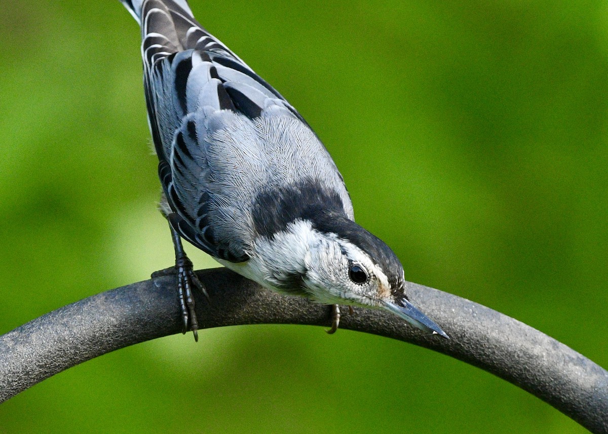 White-breasted Nuthatch - ML620027302