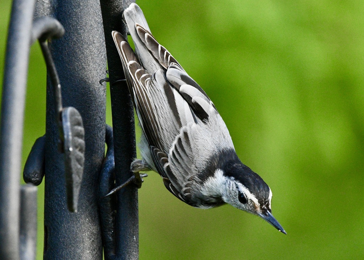 White-breasted Nuthatch - ML620027303