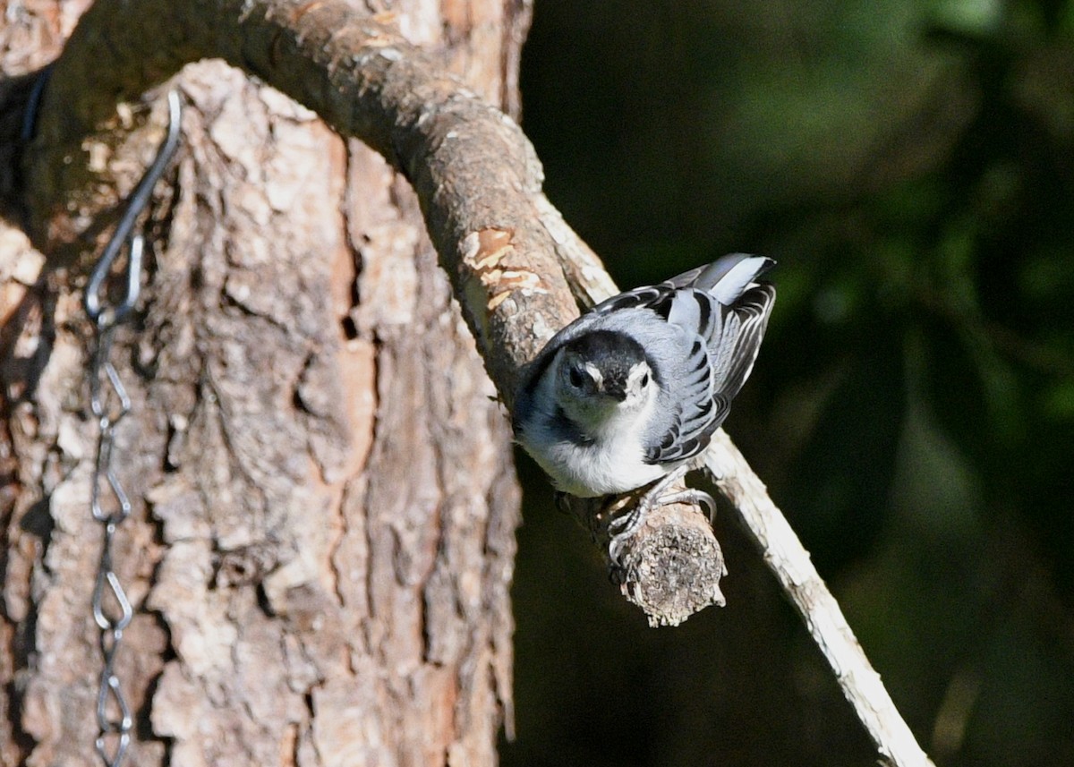 White-breasted Nuthatch - ML620027304