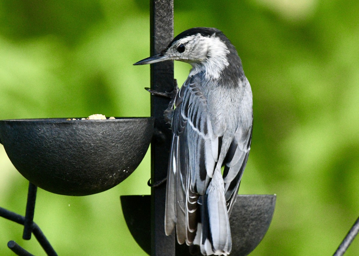 White-breasted Nuthatch - ML620027305