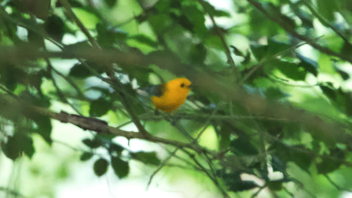 Prothonotary Warbler - ML620027307