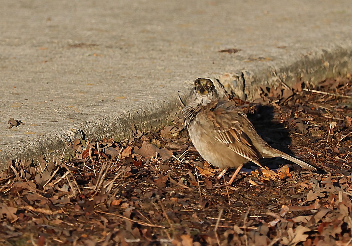 Golden-crowned Sparrow - ML620027332