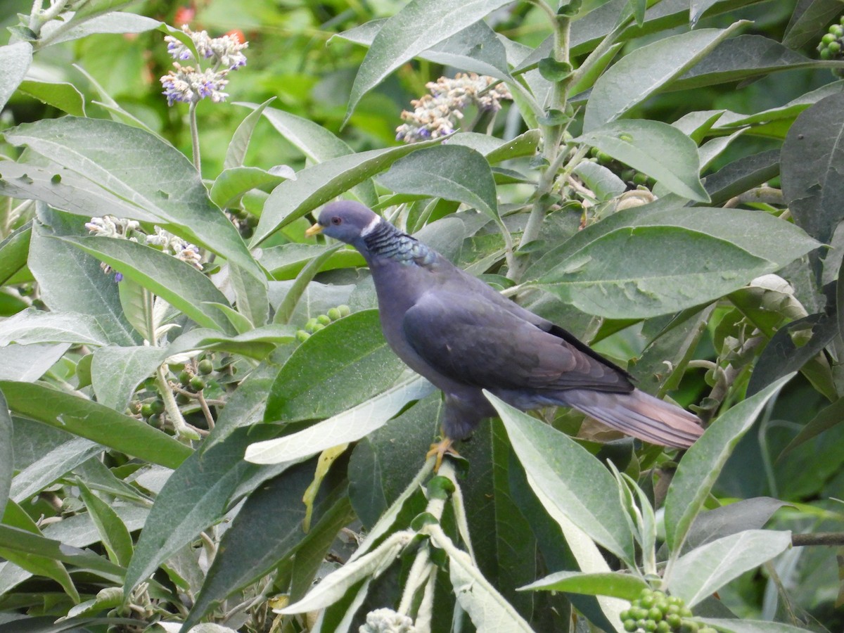 Band-tailed Pigeon - ML620027348