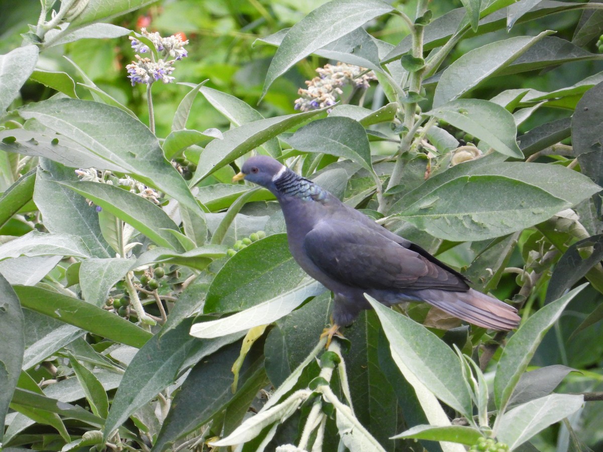 Band-tailed Pigeon - ML620027350