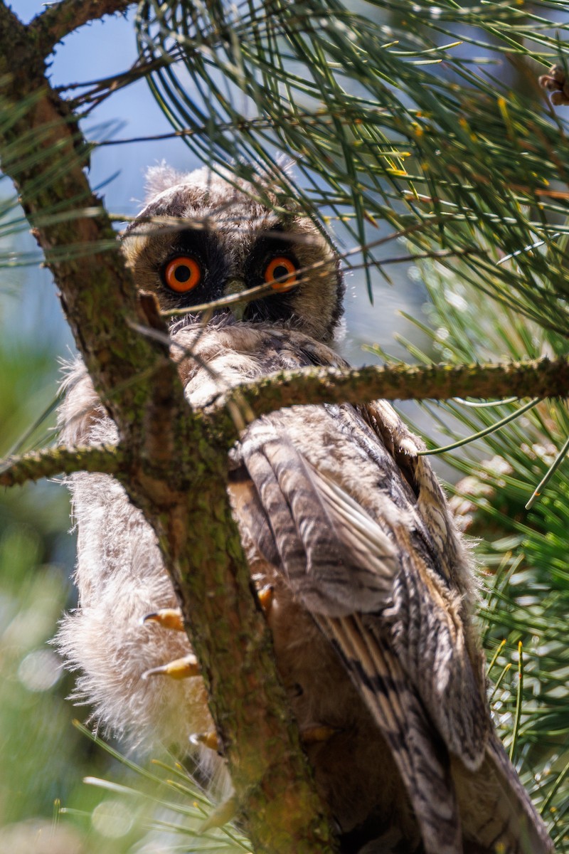 Long-eared Owl - ML620027368