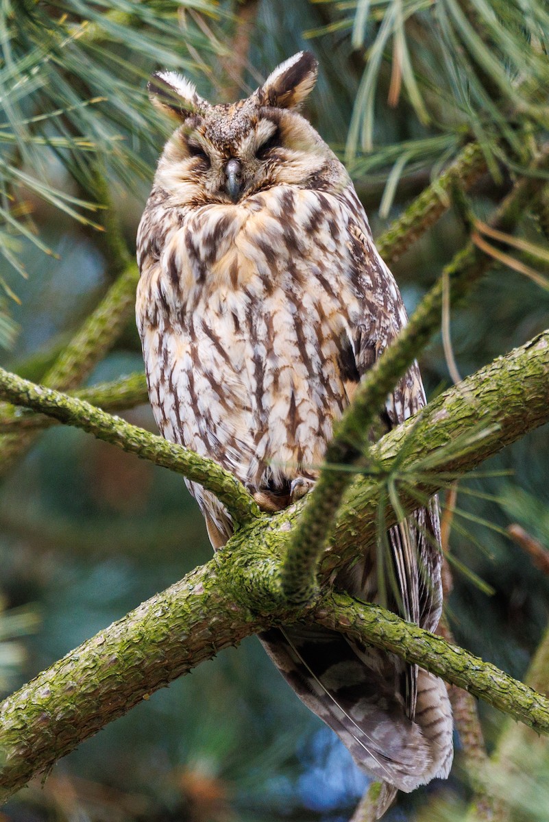 Long-eared Owl - ML620027369