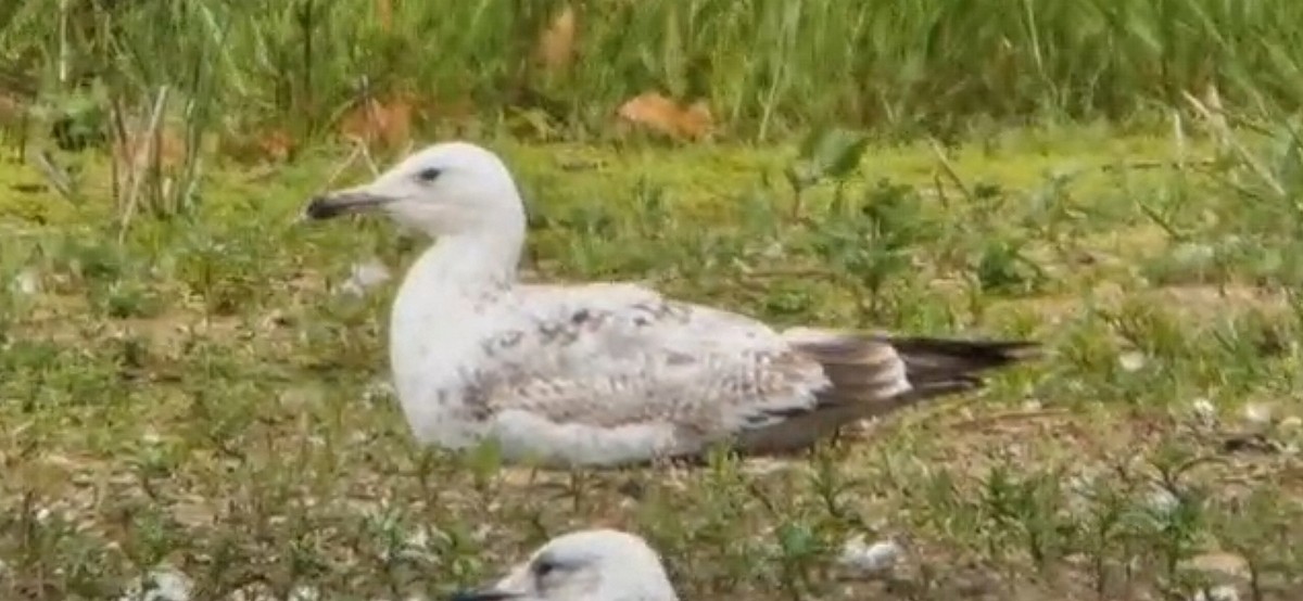 Caspian Gull - ML620027384