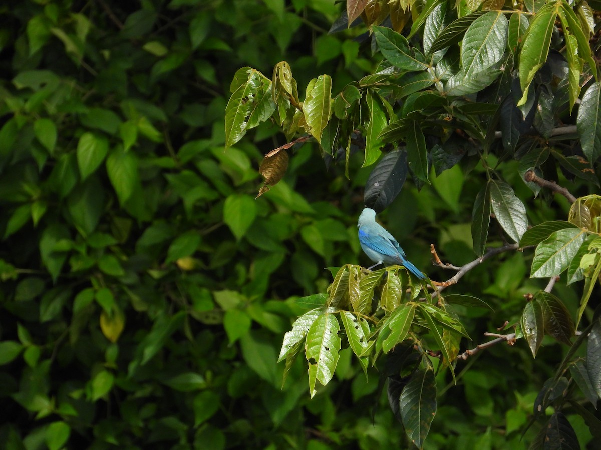 Blue-gray Tanager - ML620027394