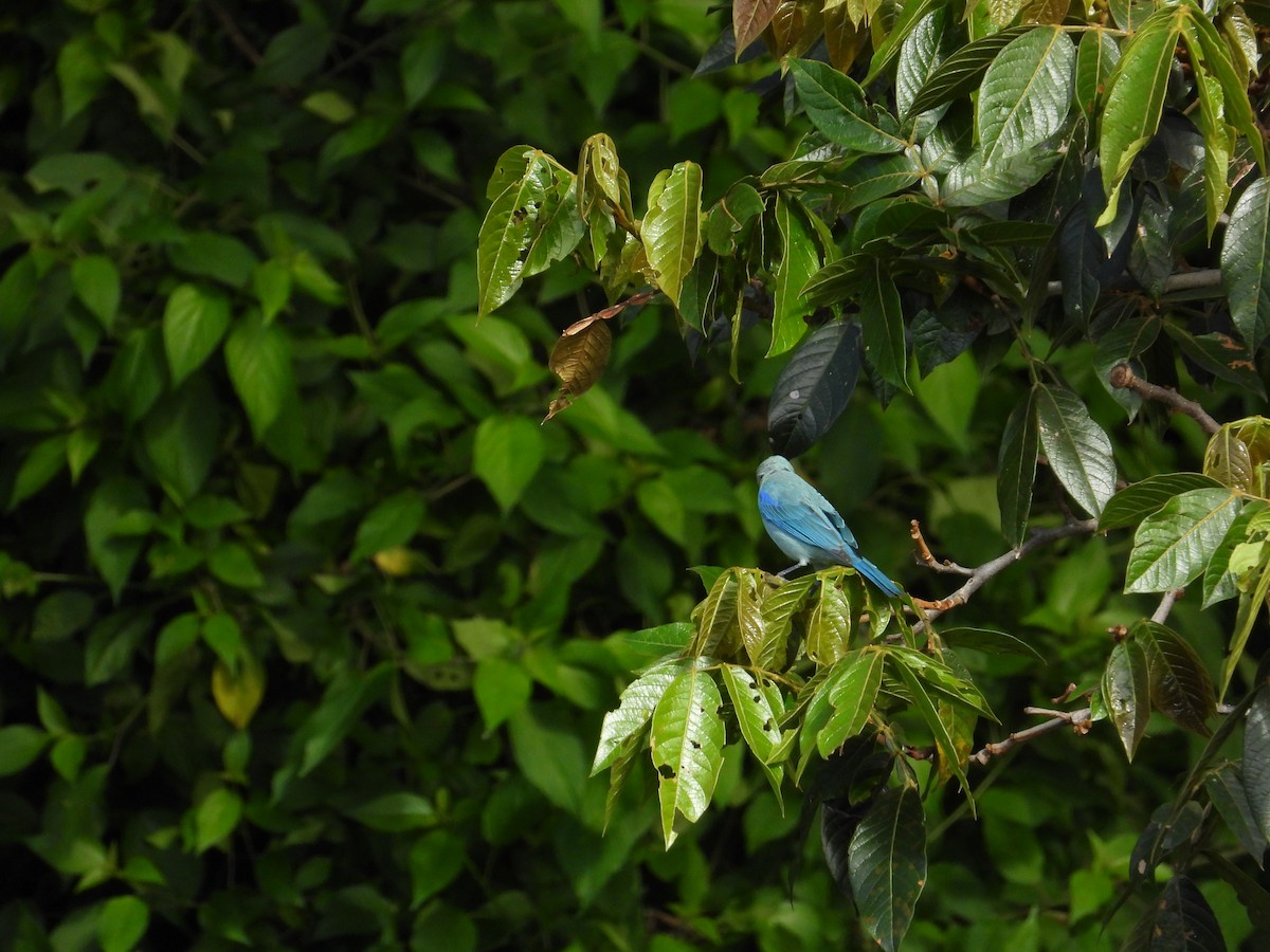 Blue-gray Tanager - ML620027395