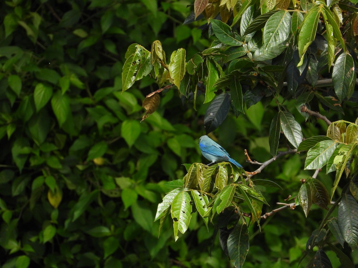 Blue-gray Tanager - ML620027397