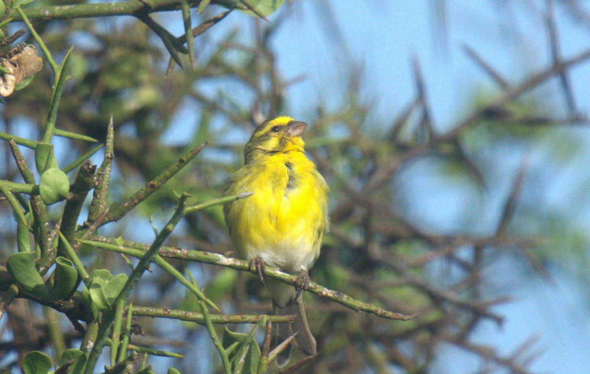 White-bellied Canary - ML620027399