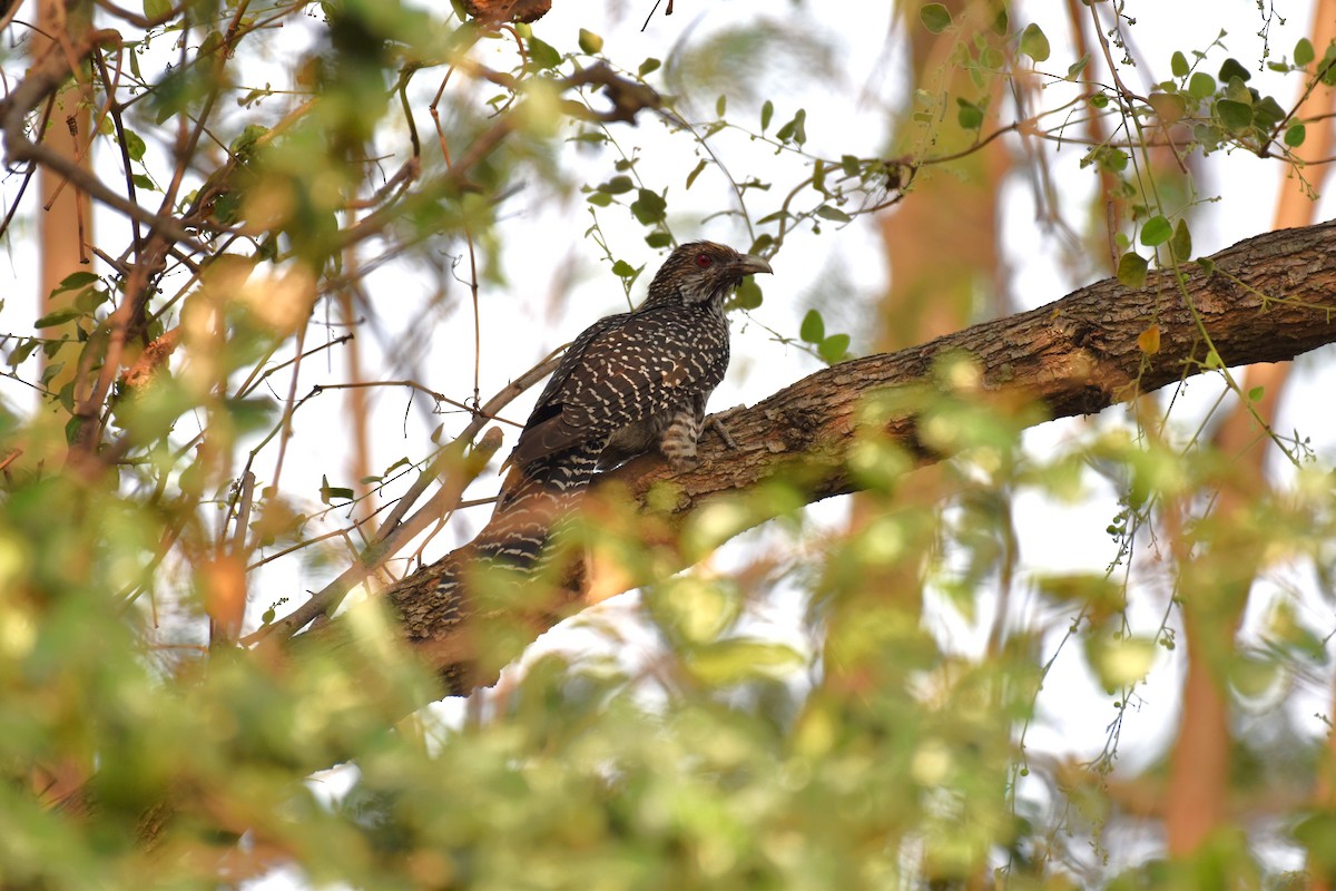 Asian Koel - ML620027404