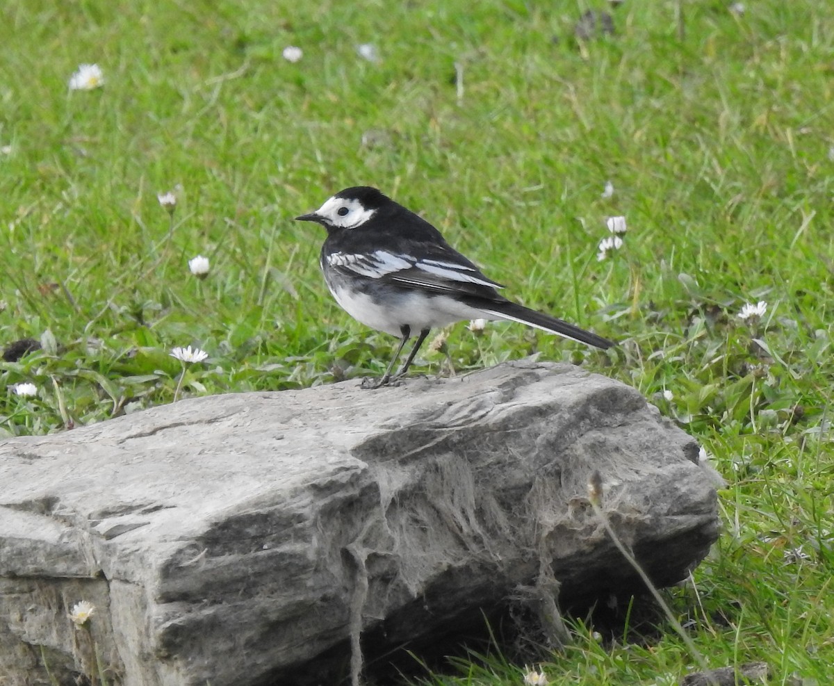 wagtail sp. - ML620027412