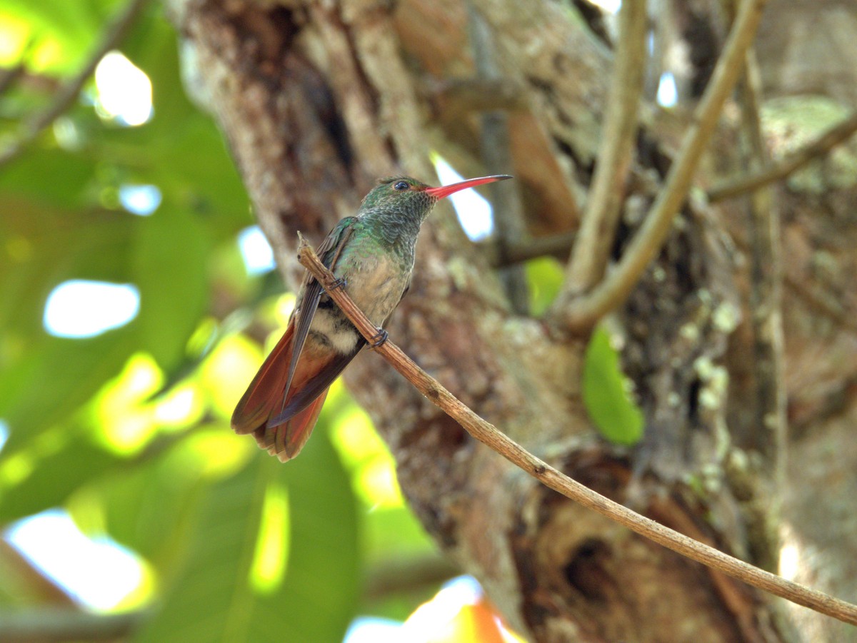 Rufous-tailed Hummingbird - ML620027441