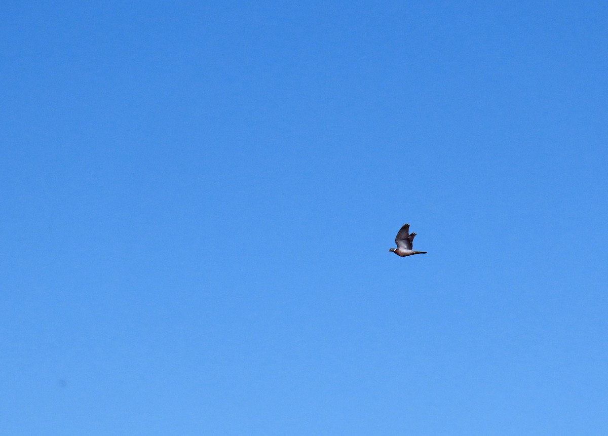 holub hřivnáč - ML620027445