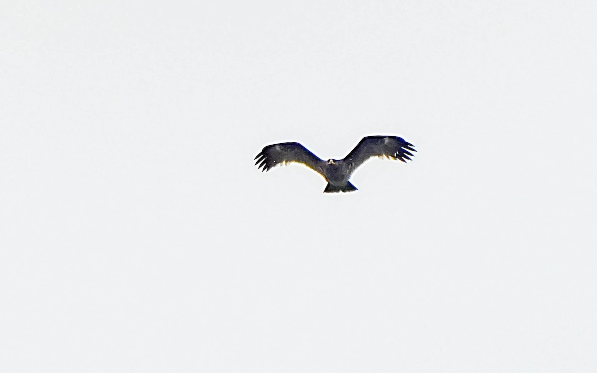Greater Spotted Eagle - ML620027458