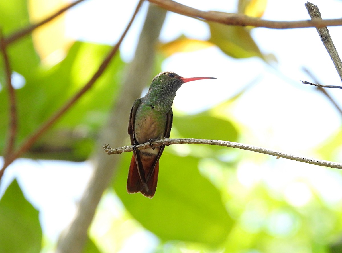 Rufous-tailed Hummingbird - ML620027473