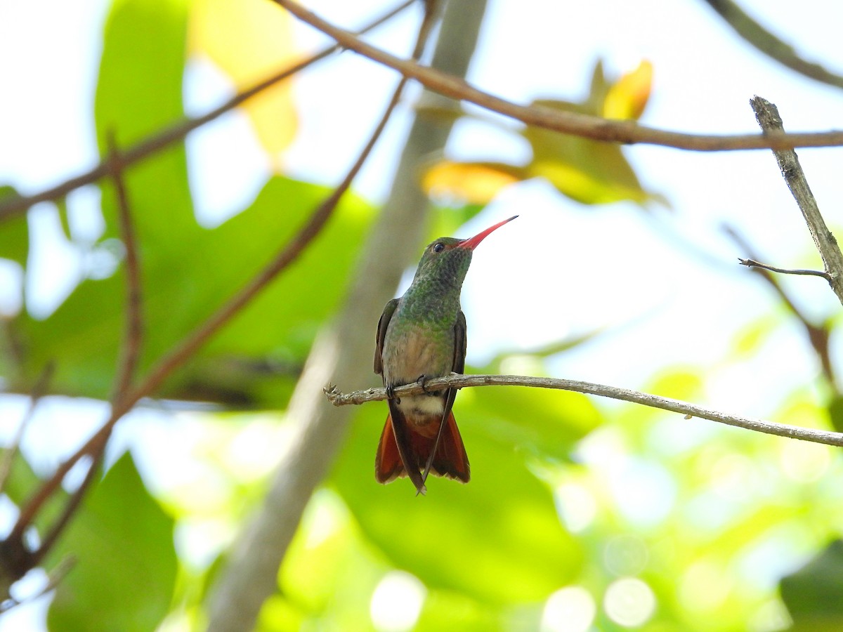Rufous-tailed Hummingbird - ML620027474