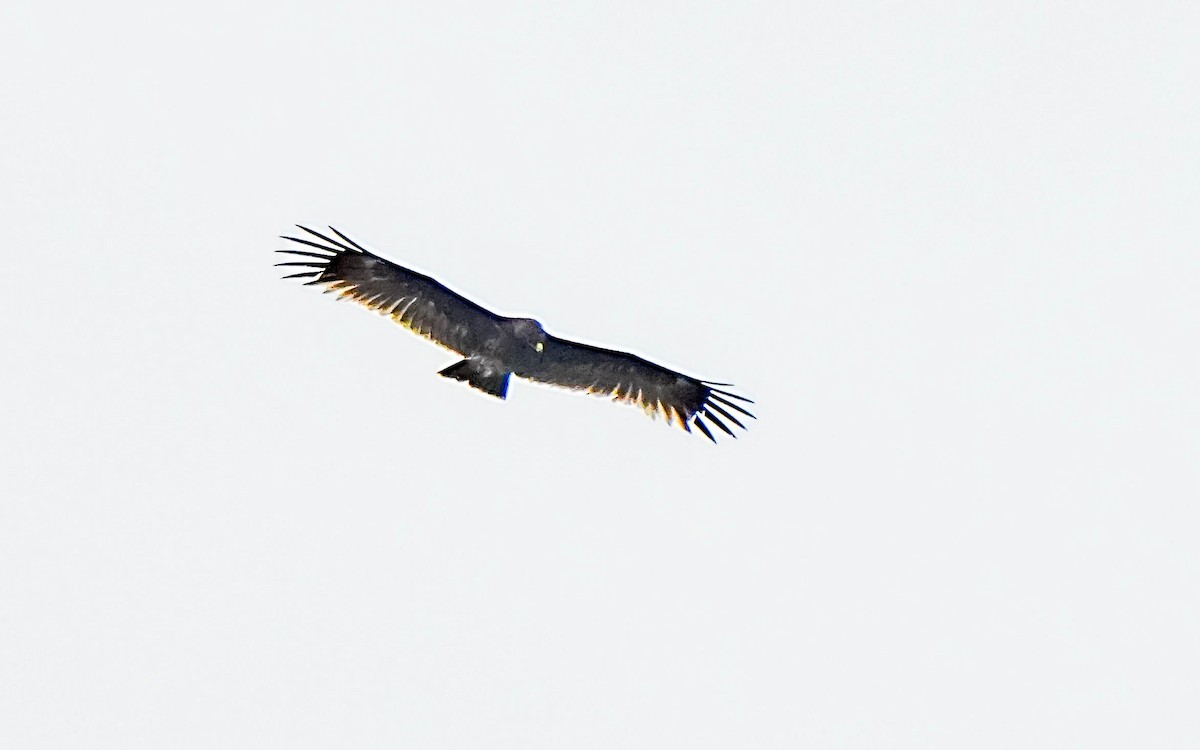 Greater Spotted Eagle - ML620027475