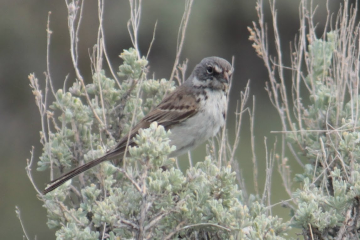 Sagebrush Sparrow - ML620027476