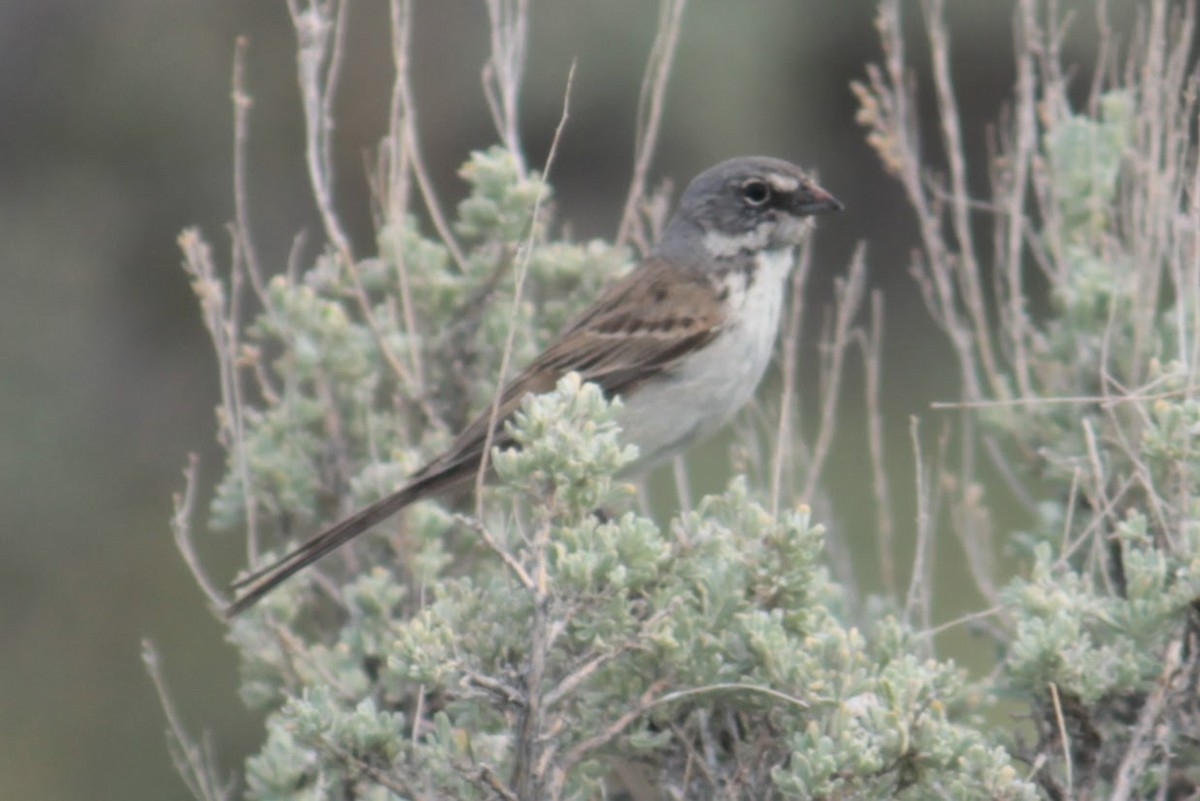 Sagebrush Sparrow - ML620027478