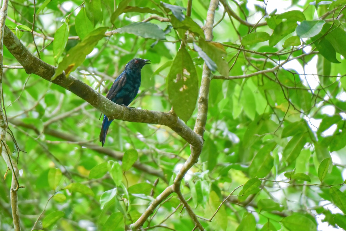 Asian Fairy-bluebird - ML620027511