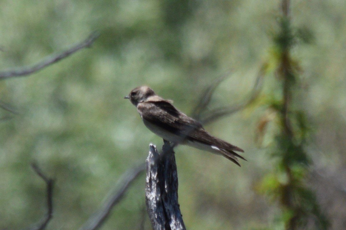 Northern Rough-winged Swallow - ML620027513