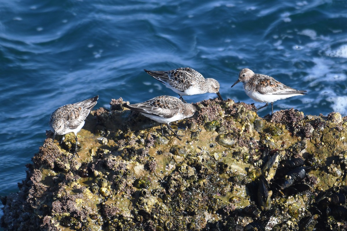 Sanderling - ML620027518