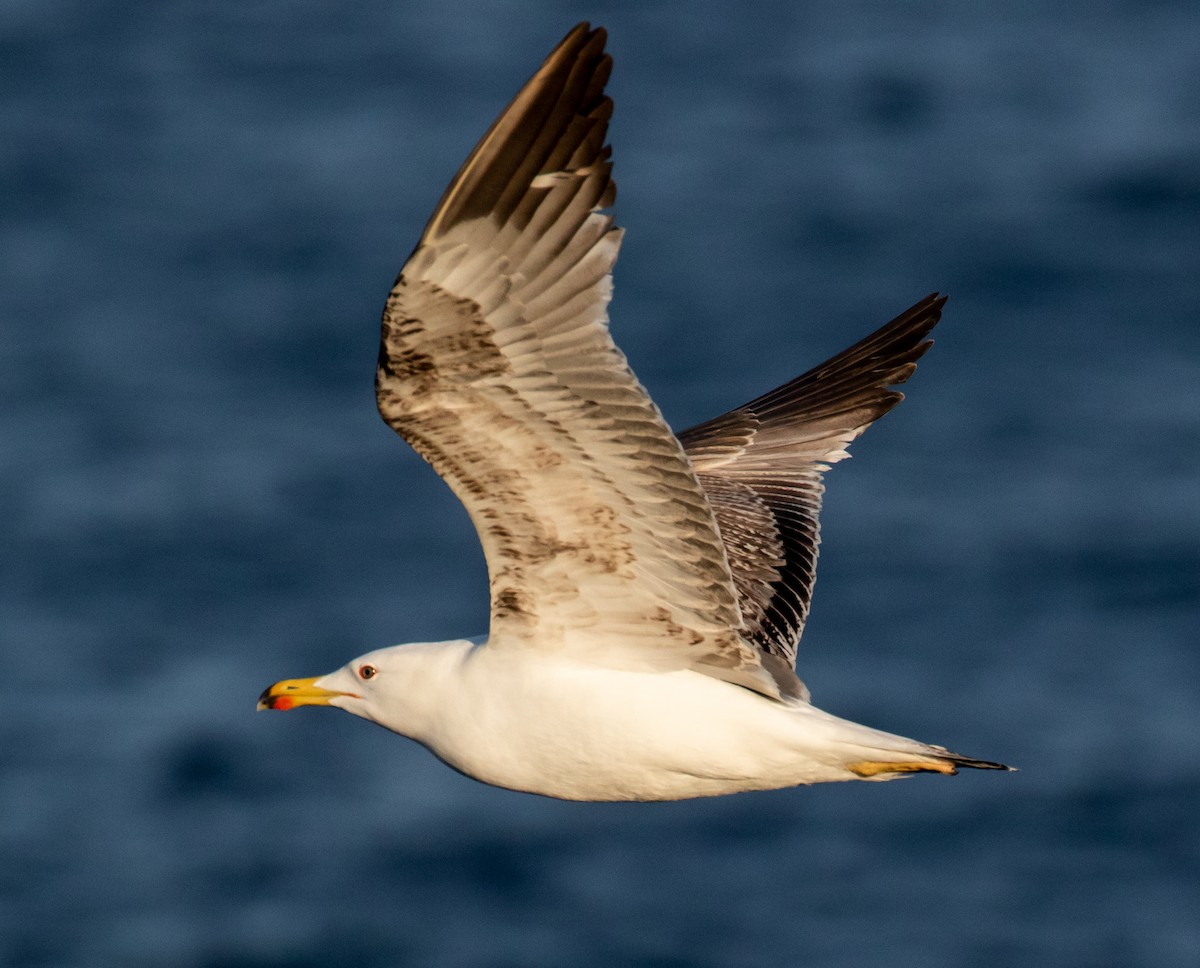 Yellow-legged Gull - ML620027541