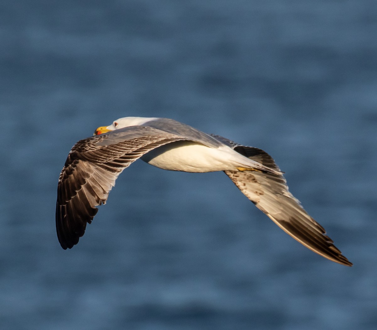 Yellow-legged Gull - ML620027542
