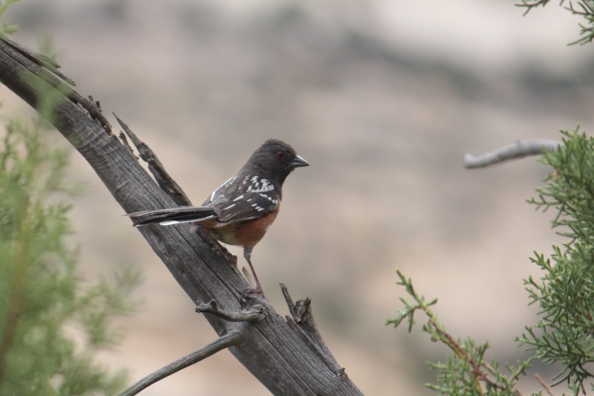 Spotted Towhee - ML620027544