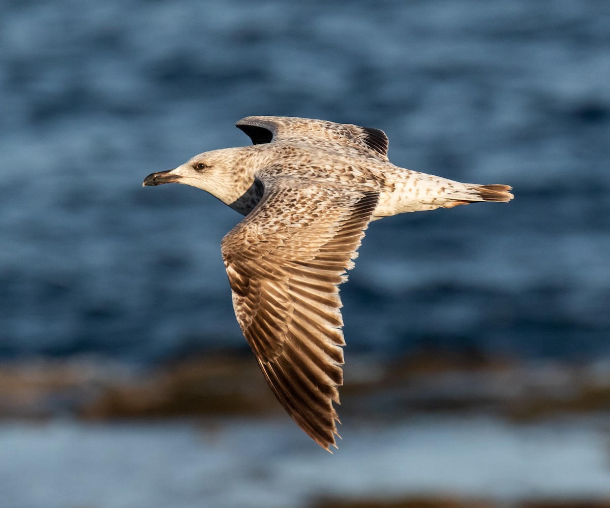 Yellow-legged Gull - ML620027546