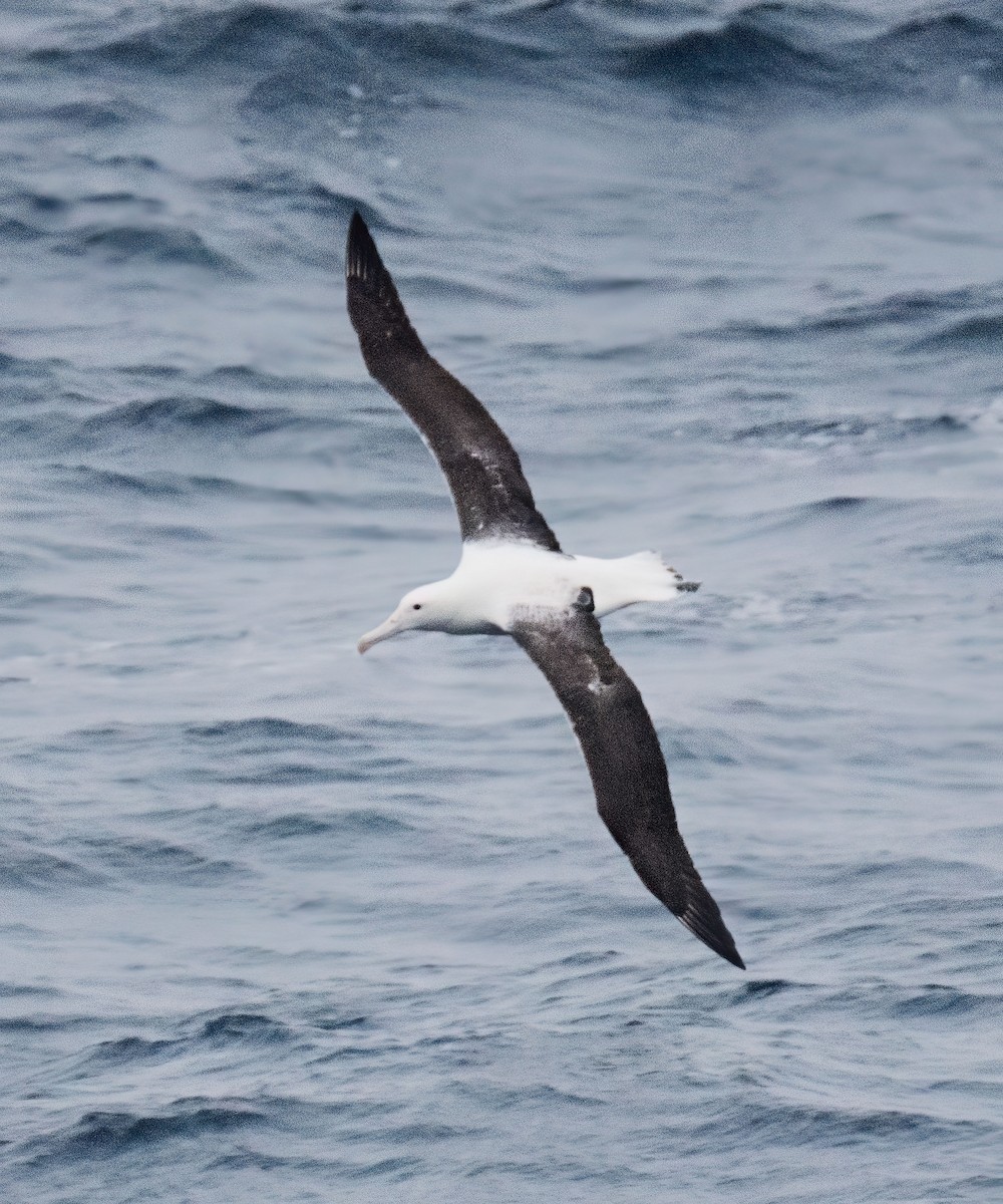 Albatros Real del Sur - ML620027548
