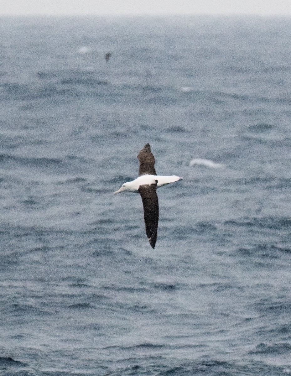 Northern Royal Albatross - Martin Suanjak
